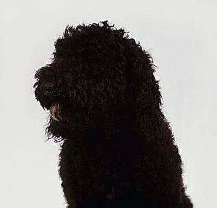 BARBET